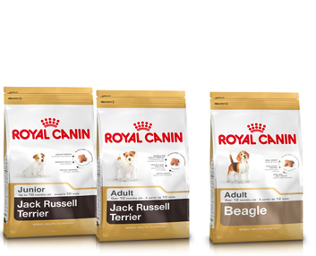 Alimentos especficos para Jack Russell terrier y Beagle